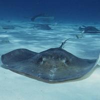 Stingray Bowl