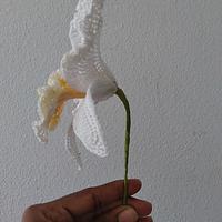 Laeliocattleya Orchid