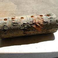 Pushing Log... full of treats...for the John Ball Zoo