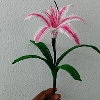 Free Crinum Lily Pattern (Milk and Wine)