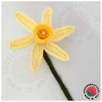 Spring Daffodils 