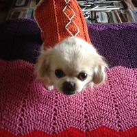 Dog Sweater - Project by jujube1960