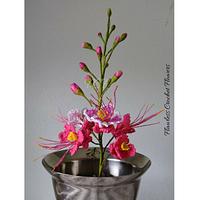 Pride Of Barbados Peacock Flower (Dwarf Poinciana)