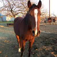 Crochet horse....modeled after my mare, Electra.