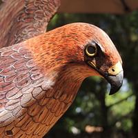 Red Tail Hawk  wood carving - Project by Rolando Pupo
