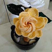 Golden Magic Gardenia 