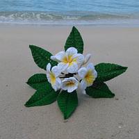 Frangipani Plumeria