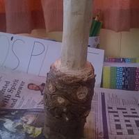 My First Creation! - A Pine Mallet - Project by Bo Peep