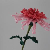 Spider Chrysanthemum  Bloom