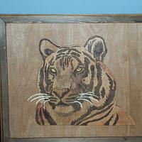  tiger - Project by Blackbeard
