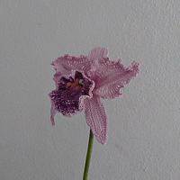 Laeliocattleya Orchid