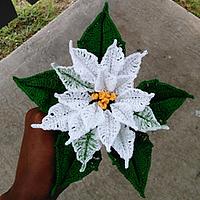 Crochet Poinsettia Harlequin