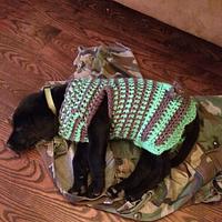 Doggy Sweater for Loretta - Project by Alana Judah