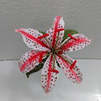 Candy Cane Oriental Lily Flower Pattern