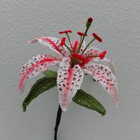 Candy Cane Oriental Lily Flower Pattern