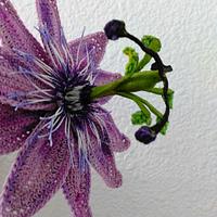 Passion Vine (Passion Fruit Flower)