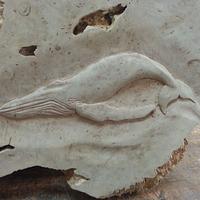 Whale carving - Project by WestCoast Arts