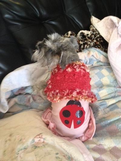 Ladybug Shrug Doggie Sweater - Project by SheilaSchnauzies