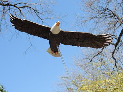 Soaring Bald Eagle - Carving - Project by Rolando Pupo