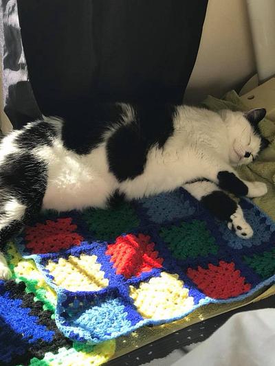 Cat Blanket - Project by CrochetNikki