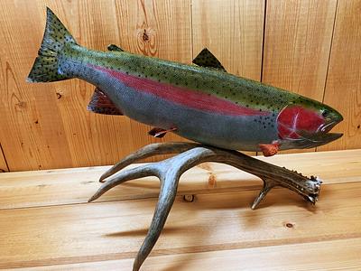 Rainbow Trout - Project by Danny Cowan