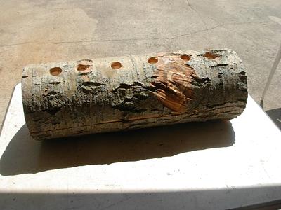 Pushing Log... full of treats...for the John Ball Zoo - Project by Jim Jakosh