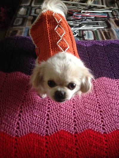 Dog Sweater - Project by jujube1960