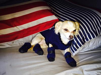 Doggie Sweater and Booties - Project by Terri