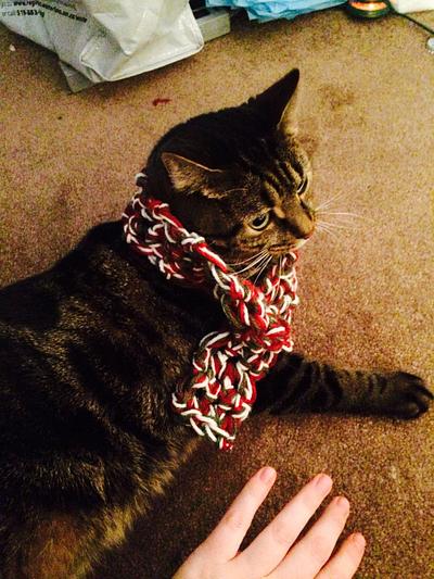 Cat scarf - Project by MandaPanda