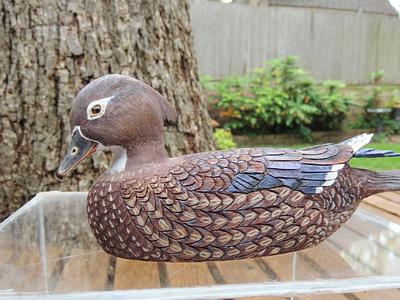 Wood Duck Hen - Project by Rolando Pupo