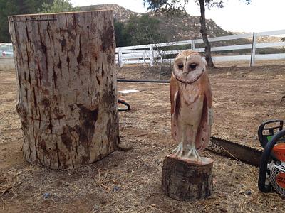 Barn Owl  - Project by Payneproduced