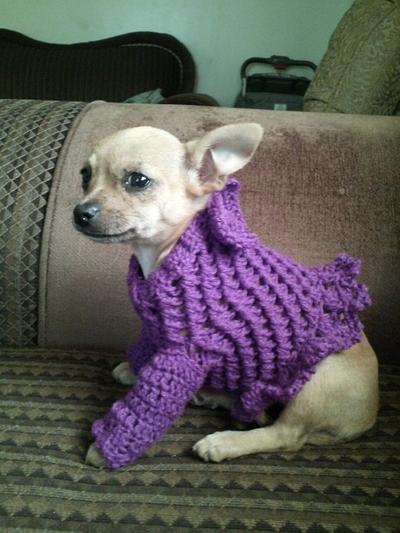 sweet sweater for my chihuahua!  - Project by michesbabybout