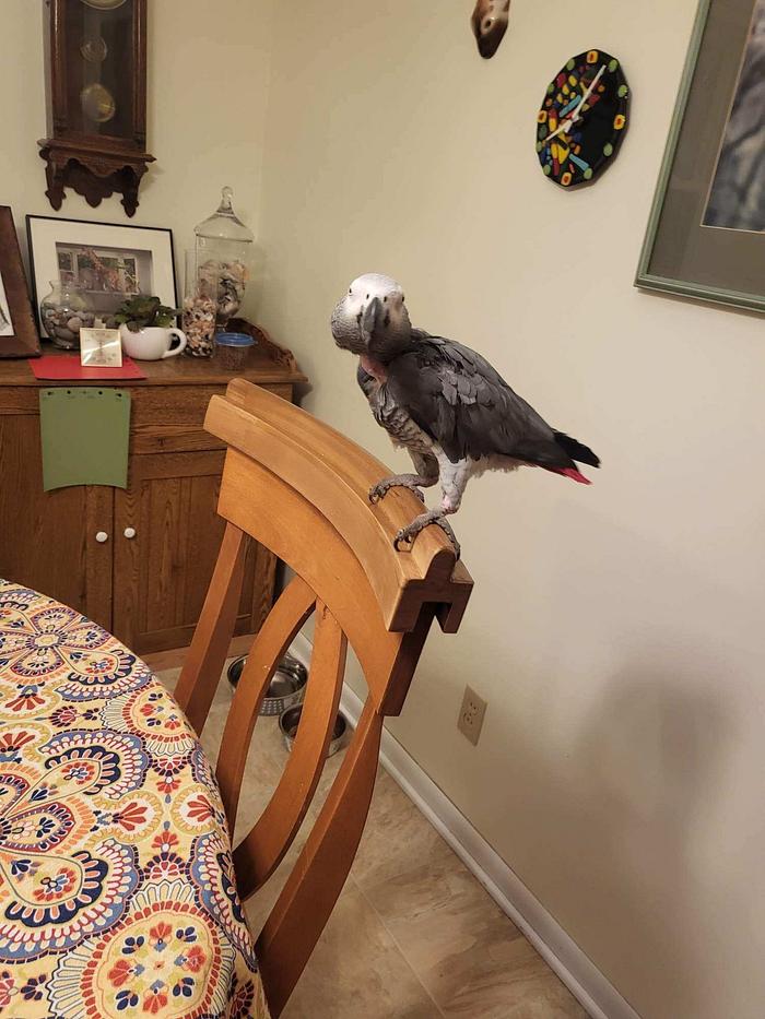 Bird perch for the back of chair 