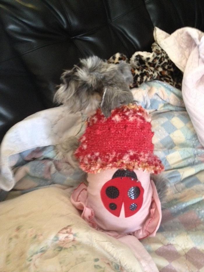 Ladybug Shrug Doggie Sweater