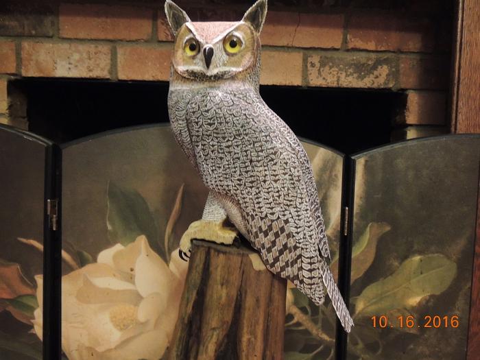 "Great Horned Owl"    ...   carving.