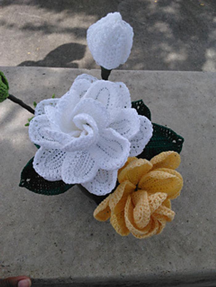 Golden Magic Gardenia 