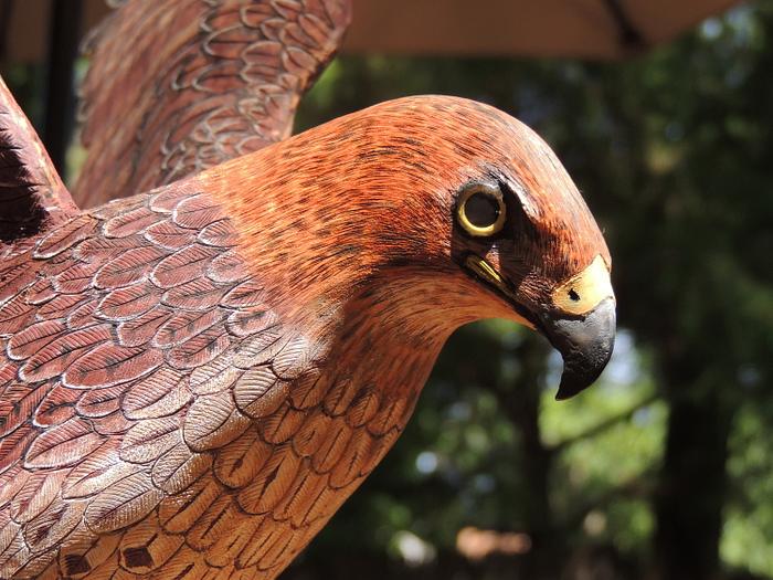 Red Tail Hawk  wood carving