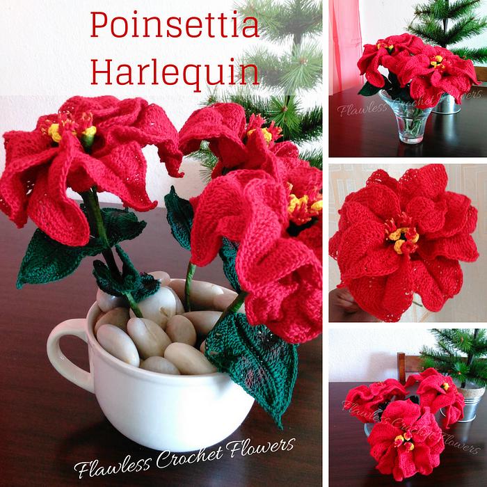 Crochet Poinsettia Harlequin