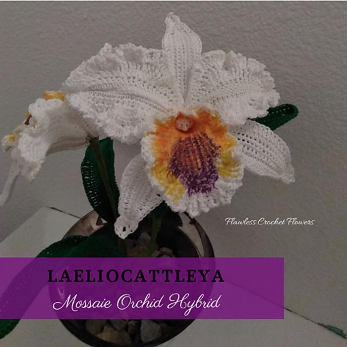 Laeliocattleya Orchid